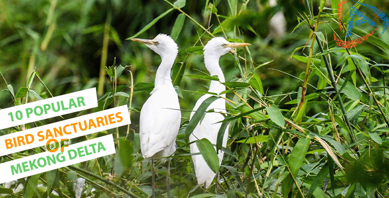 10 Popular Bird Sanctuaries of Mekong Delta