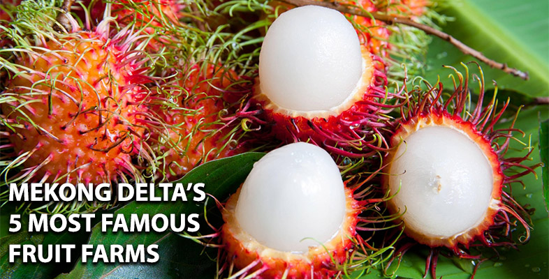 Famous Fruit Garden in Mekong Delta